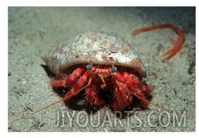 Hermit Crab, Gozo, Mediterranean