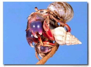 Land Hermit Crab, Florida, USA