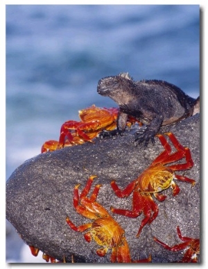 Marine Iguana & Sally Lightfoot Crabs, Mosquera Island, Galapagos