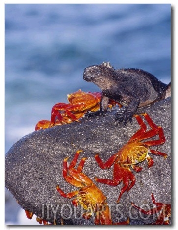 Marine Iguana & Sally Lightfoot Crabs, Mosquera Island, Galapagos