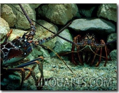 Spiny Lobsters Confront One Another over Territory