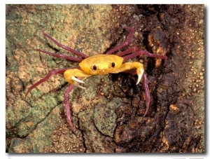 Terrestrial Arboreal Crab, Ankarana Special Reserve, Madagascar