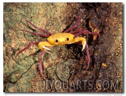 Terrestrial Arboreal Crab, Ankarana Special Reserve, Madagascar