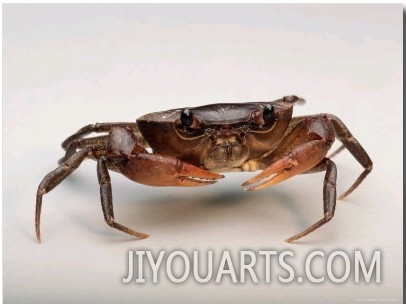 This Land Crab Lives in Leaf Litter