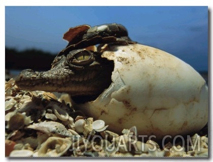 A Close View of an American Crocodile Emerging from its Egg Shell