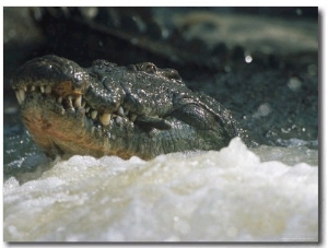 A Crocodile Hunts at the Banzi Pan Dam