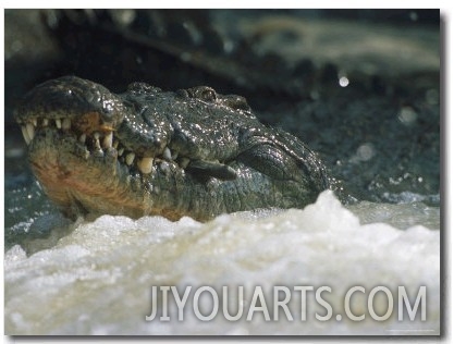 A Crocodile Hunts at the Banzi Pan Dam