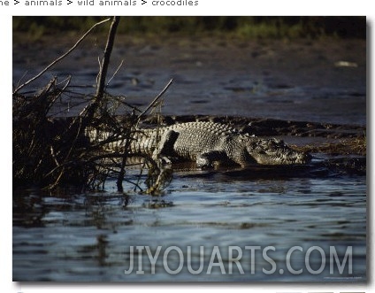 A Crocodile Lazes on a Sandbar