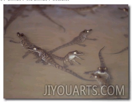 A Group of Newly Hatched Crocodiles