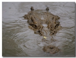 A Partially Submerged Saltwater Crocodile