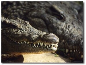 Adult Crocodiles Resting in the Sun, South Africa