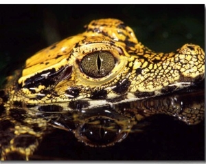 African Dwarf Crocodile Hatchlings, Native to Africa