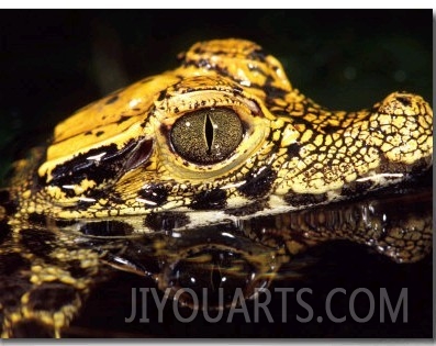 African Dwarf Crocodile Hatchlings, Native to Africa