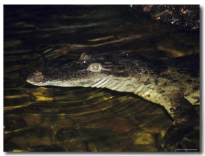 An Endangered Phillipine Crocodile Floats on the Surface of a Pond