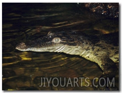An Endangered Phillipine Crocodile Floats on the Surface of a Pond