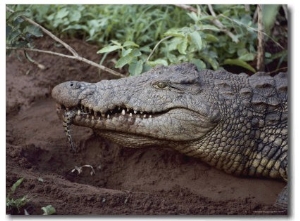 Close View of a Crocodile