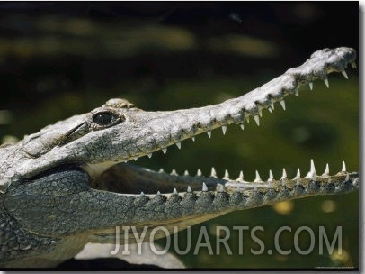 Close View of a Freshwater Crocodile with its Mouth Agape