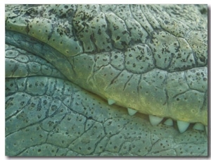 Close Up of a Saltwater Estuarine Crocodile