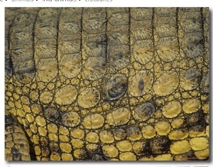 Close Up of the Patterns on Crocodile, South Africa