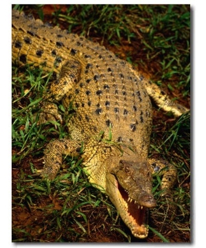 Crocodile, Australia