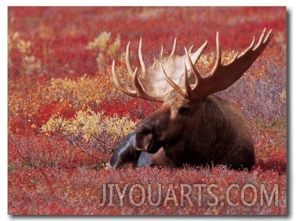 Bull Moose in Denali National Park, Alaska, USA