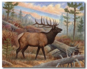 Elk