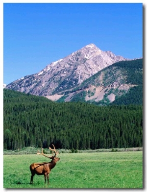 Elk and Mountains Near Coyote Valley, Rocky Mountain National Park, Colorado