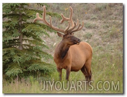 Elk Standing by Tree, Jasper National Park, Canada