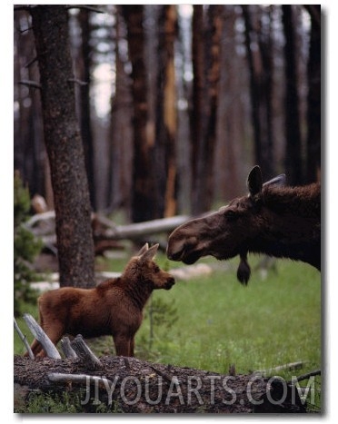 Moose with Young