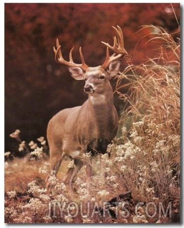 Royal Deer