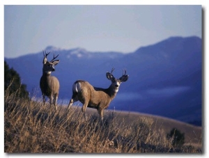 Two Mule Deer Bucks Stand on a Grassy Slope