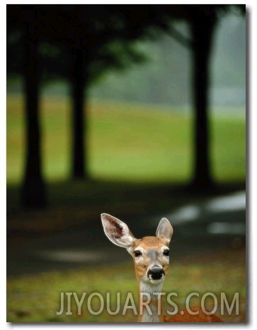 White Tailed Deer Foraging on Grass