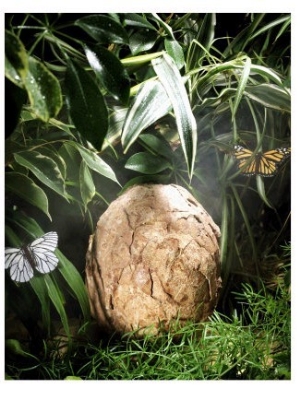 A Fossilized Dinosaur Egg, Probably of the Sauropod Hypselosaurus