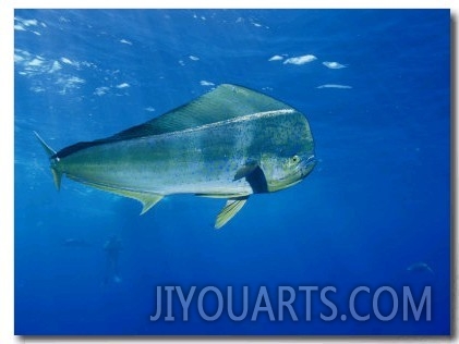 A Dolphin Fish Swims Near the Surface of the Ocean