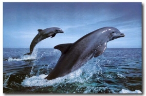 Bottlenose Dolphins