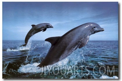 Bottlenose Dolphins