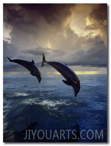 Bottlenose Dolphins, Tursiops Truncatus