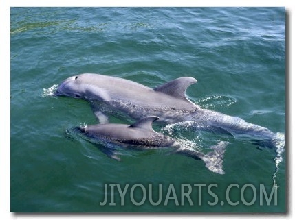 Bottlenose Dolphins Adult and Young, Honduras