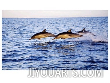 Common Dolphins, San Diego, USA