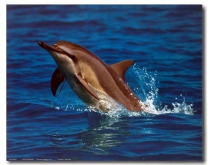 Dolphin