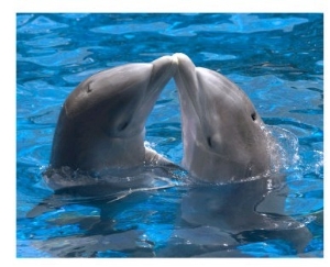 Dolphin kiss