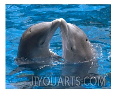 Dolphin kiss