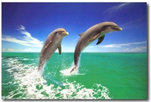 Dolphins