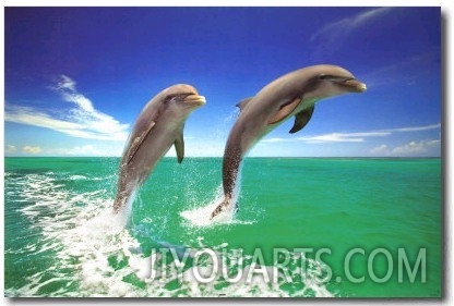 Dolphins