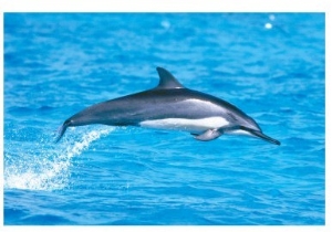 Spinner Dolphins