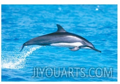 Spinner Dolphins