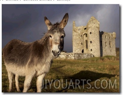A Donkey Grazes in Front 17th Century Monea Castle, County Fermanagh, Ulster, Northern Ireland