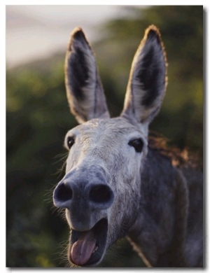 Close View of a Braying Donkey