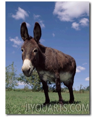 Domestic Donkey, Wisconsin, USA