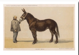 oung French Mule with Its Owner Monsieur Rimbault First Prize at the Niort Competition of 1865